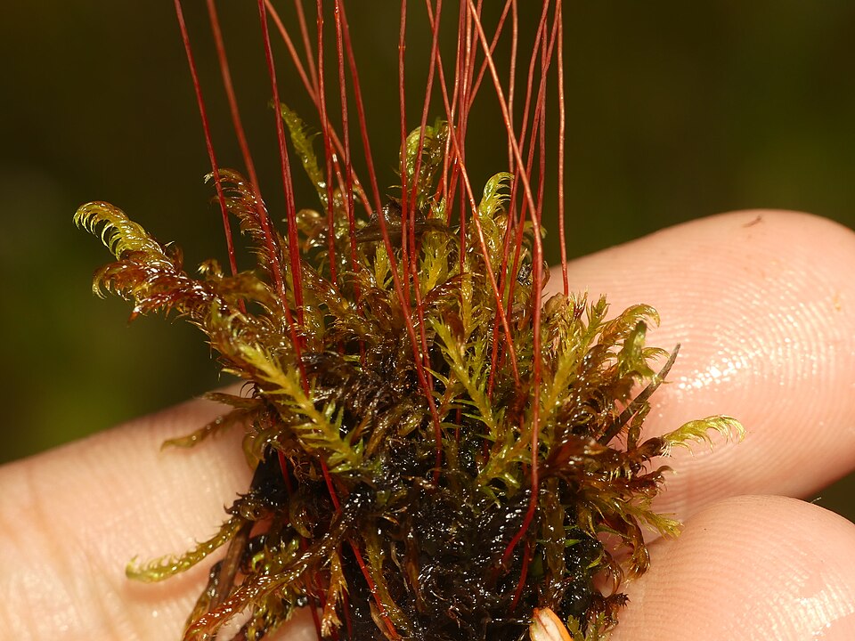 Meesia longiseta